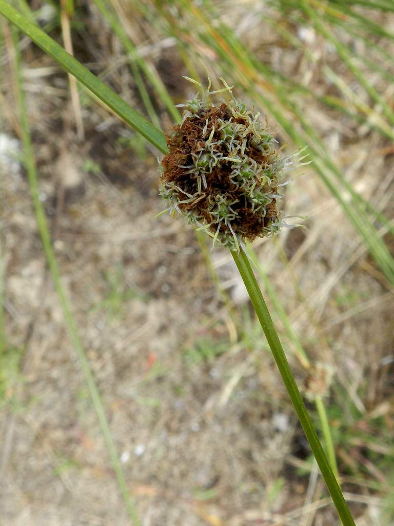 Cyperaceae sp. da identificare